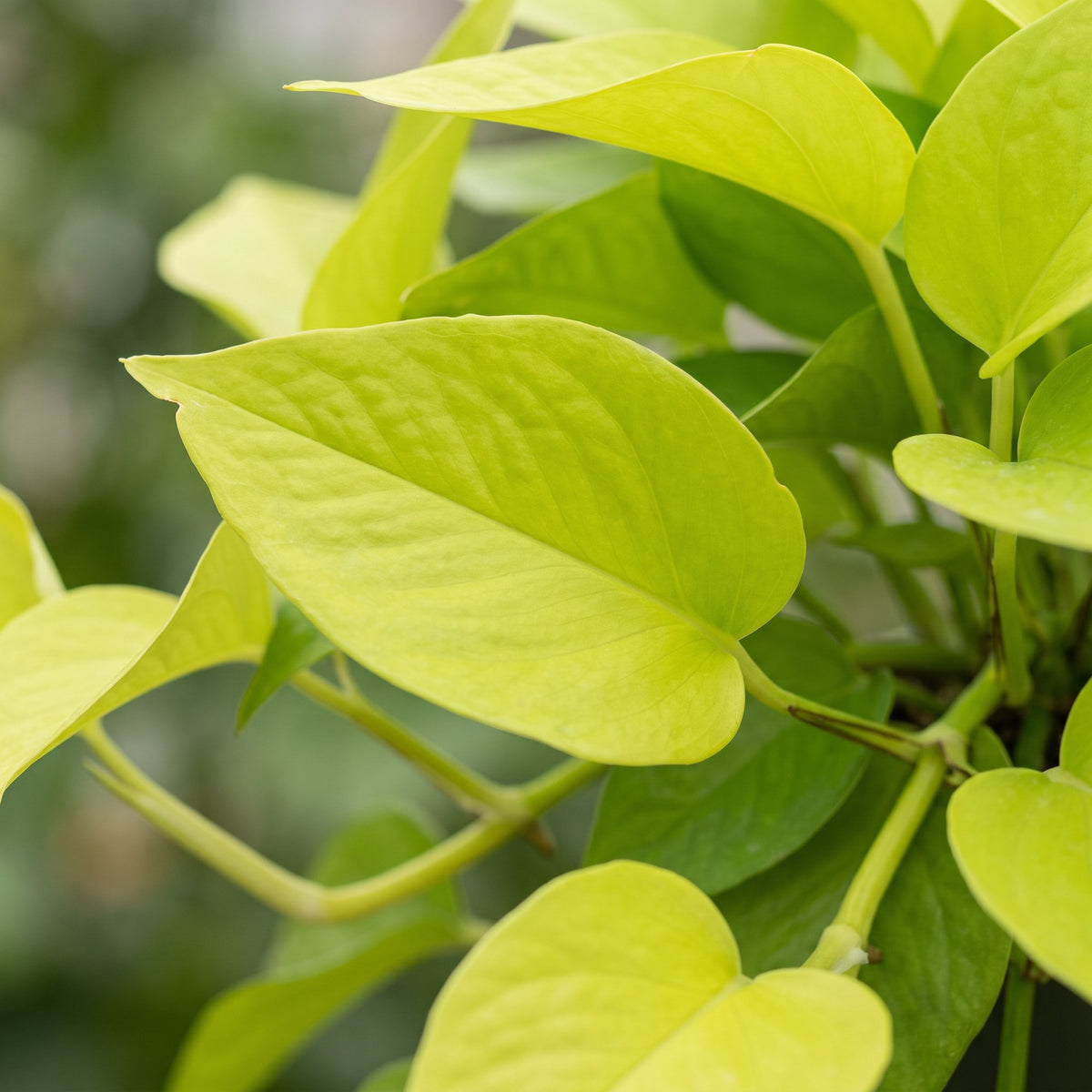 Philodendron 'Neon'