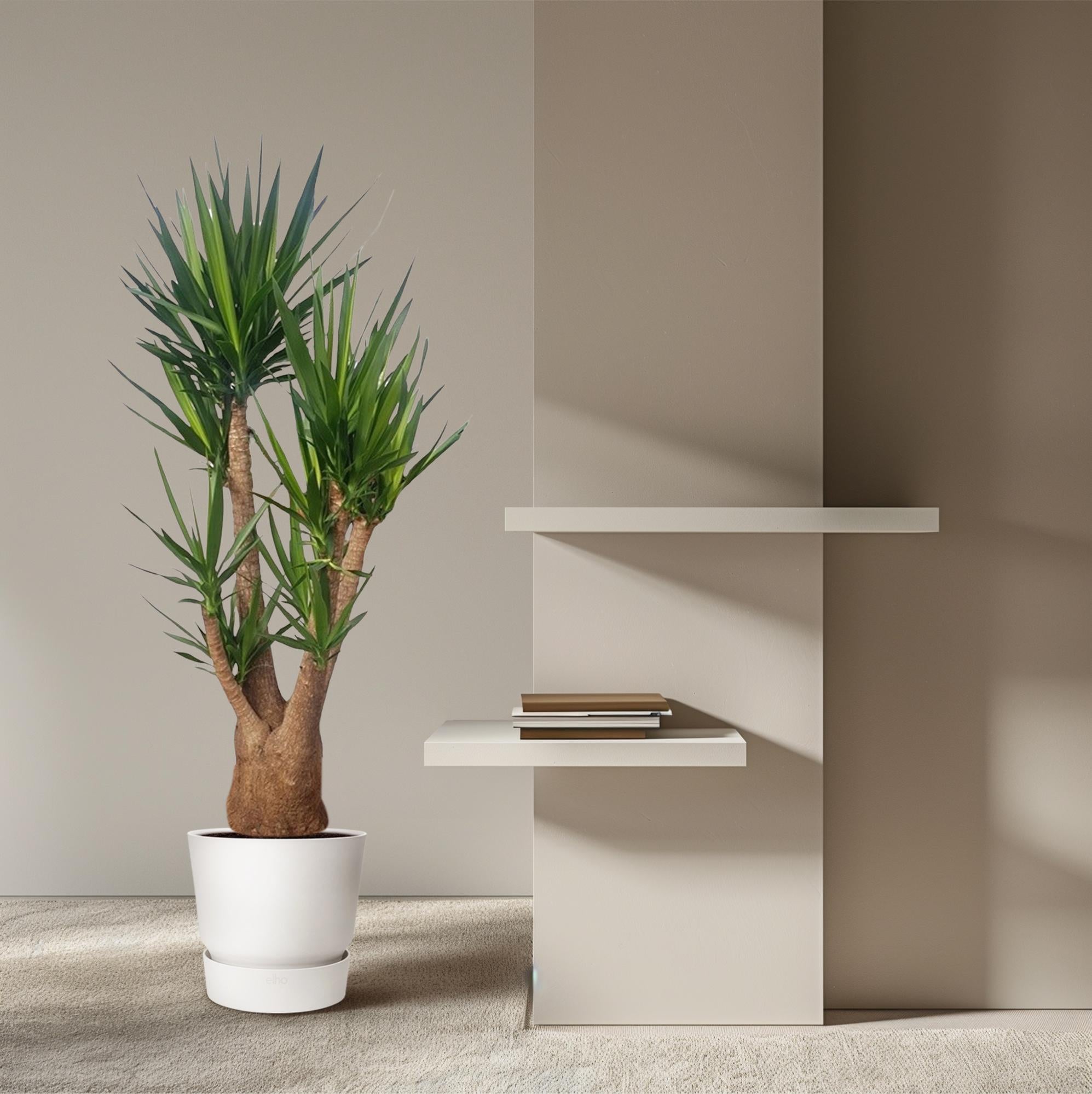 Yucca Elephantipes - Tropical Style Plant for Indoors and Outdoors