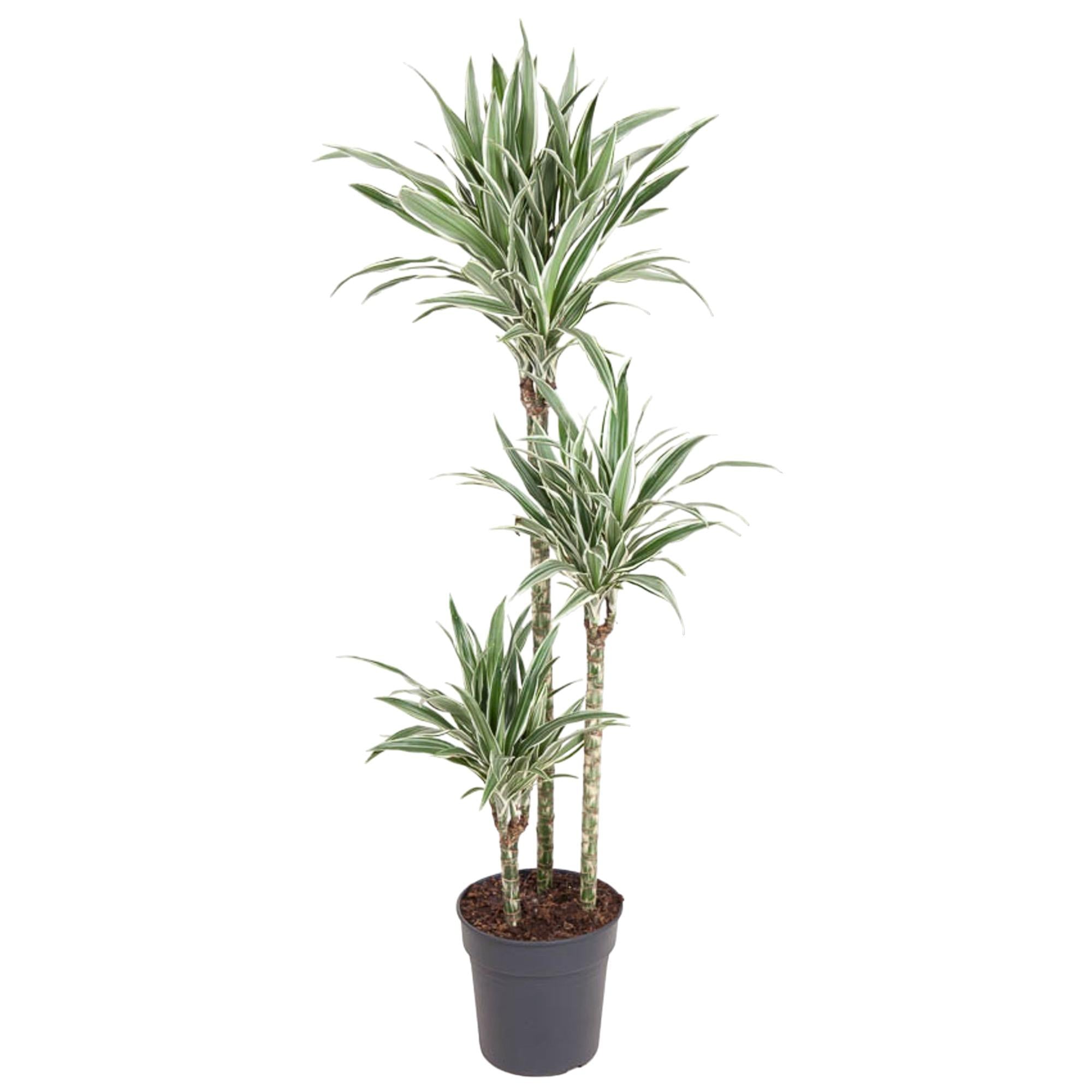Dracaena White Stripe (drakenbloedboom) 150 cm hoog, pot ø24 cm