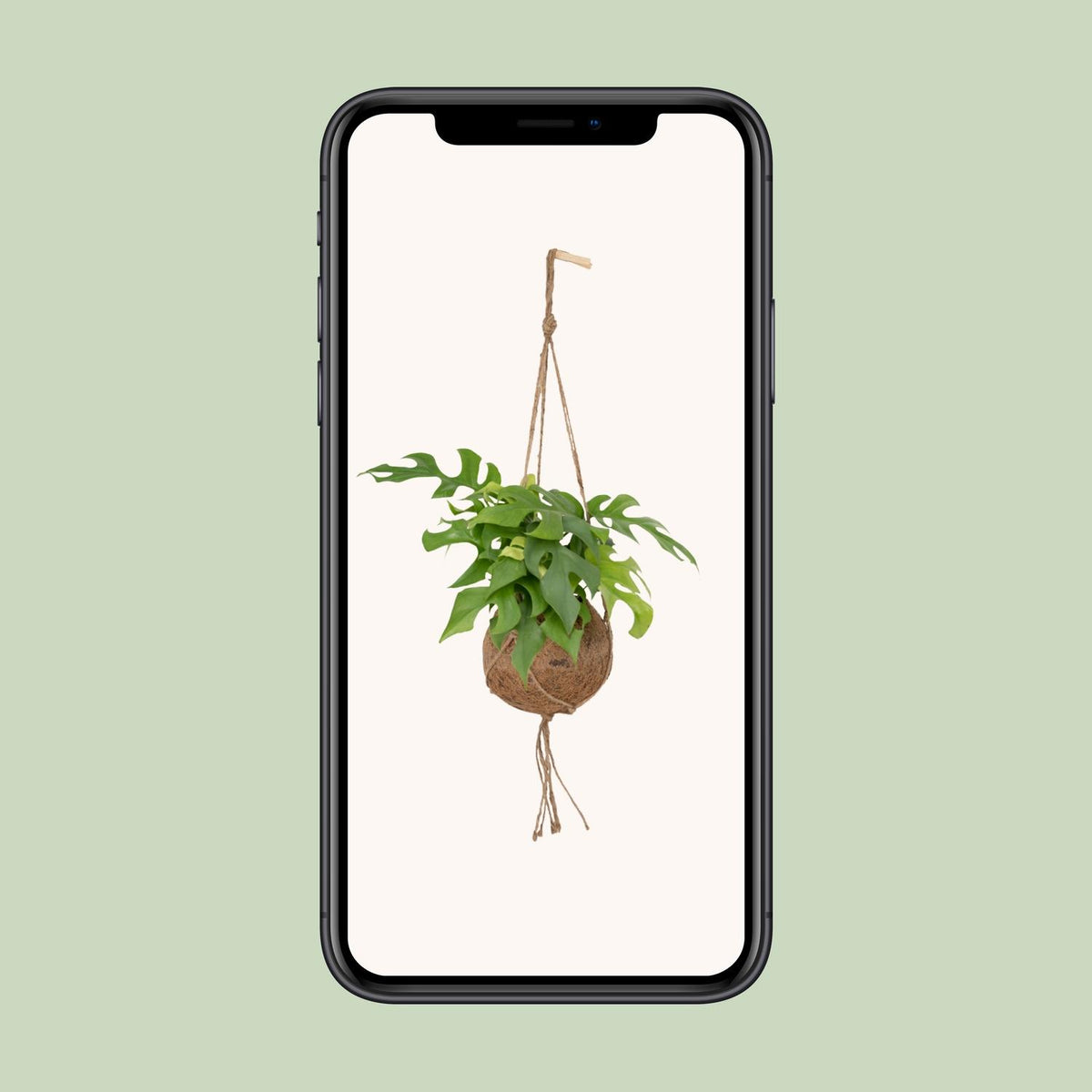 Mini monstera roślina zwisająca 25 cm wysokości, doniczka ø15 cm