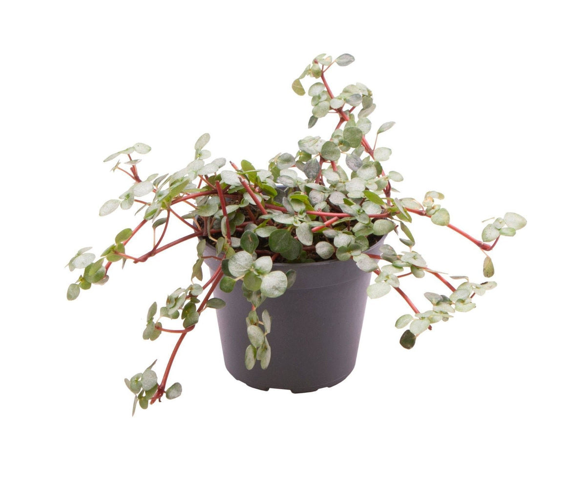 Pilea glauca 'Greyzy' 10 cm hoch, Topf ø6 cm