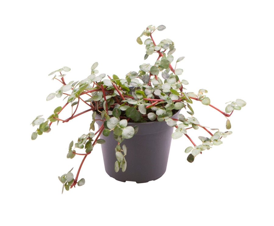 Pilea glauca 'Greyzy' 10 cm hoch, Topf ø6 cm