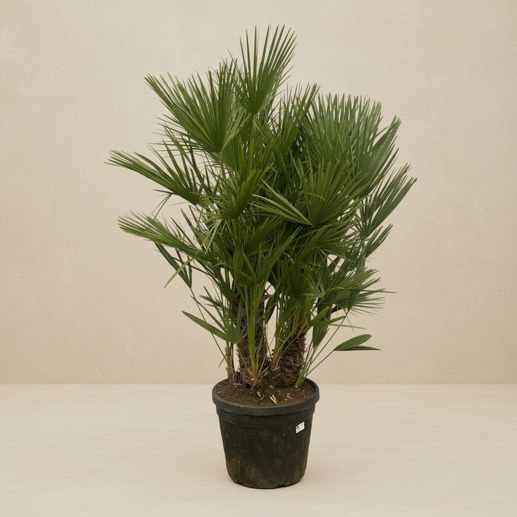 Chamaerops Humilis palm tree in black pot with fan-shaped leaves.