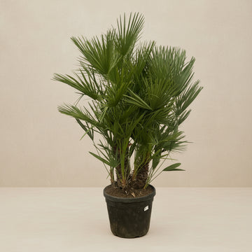 Chamaerops Humilis