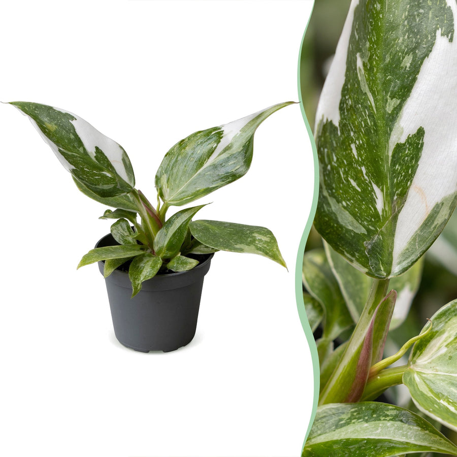 Philodendron 'White Princess' 16 cm hoog, pot ø6 cm