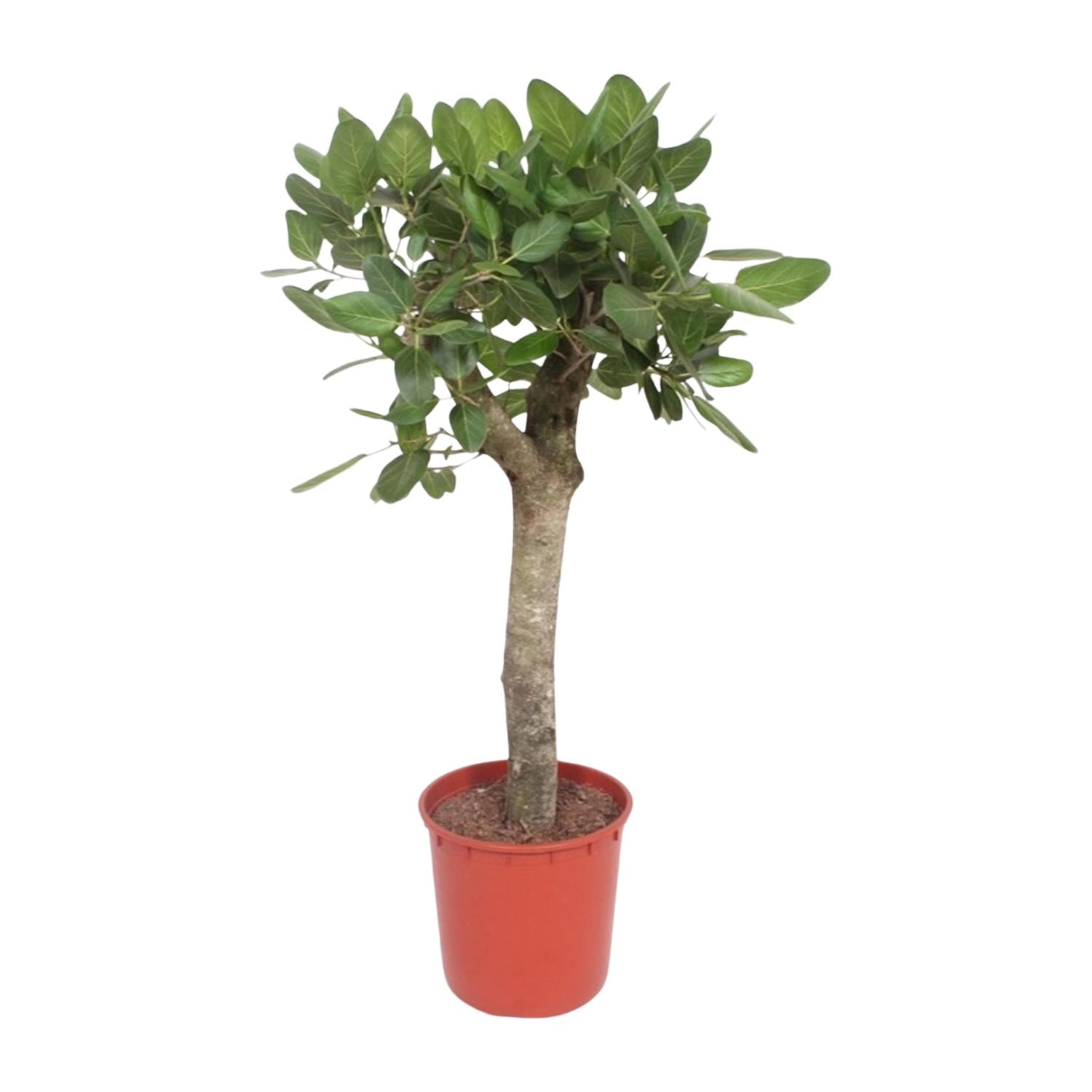 Banyanboom (Ficus benghalensis) 150 cm hoog, pot ø30 cm