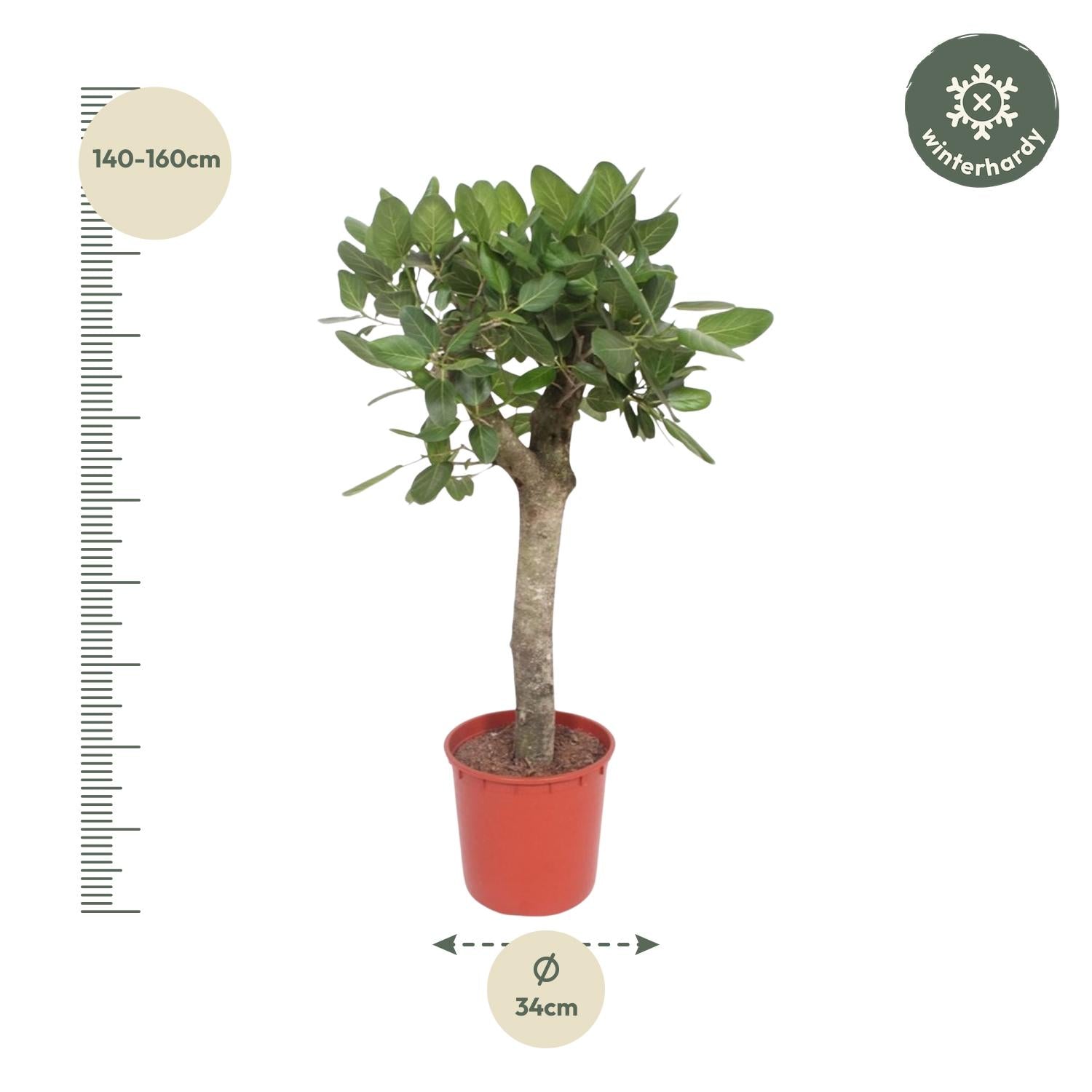 Banyanboom (Ficus benghalensis) 150 cm hoog, pot ø30 cm
