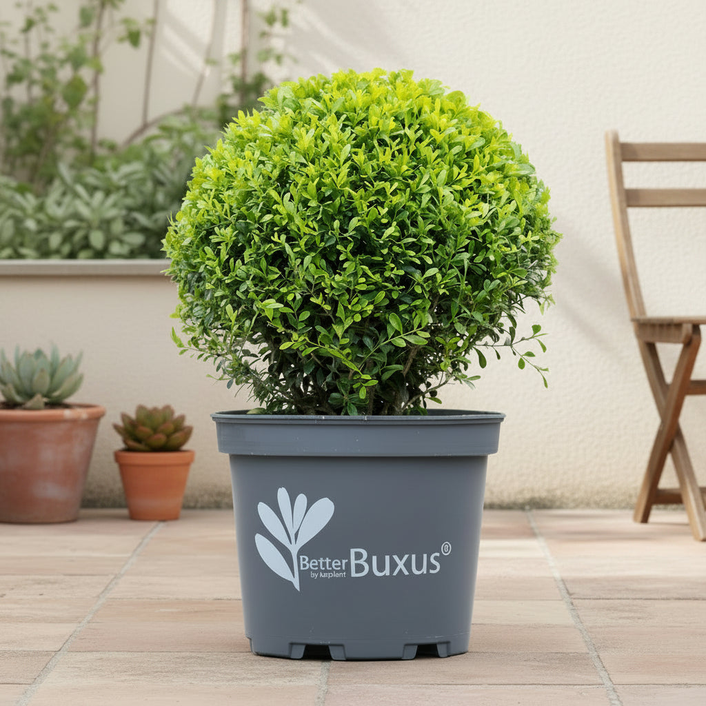 Schimmelresistente buxus bol 30 cm, pot ø26 cm, set van 2