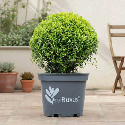 Bulbe de buis anti-moisissure 30 cm, pot ø26 cm, lot de 2