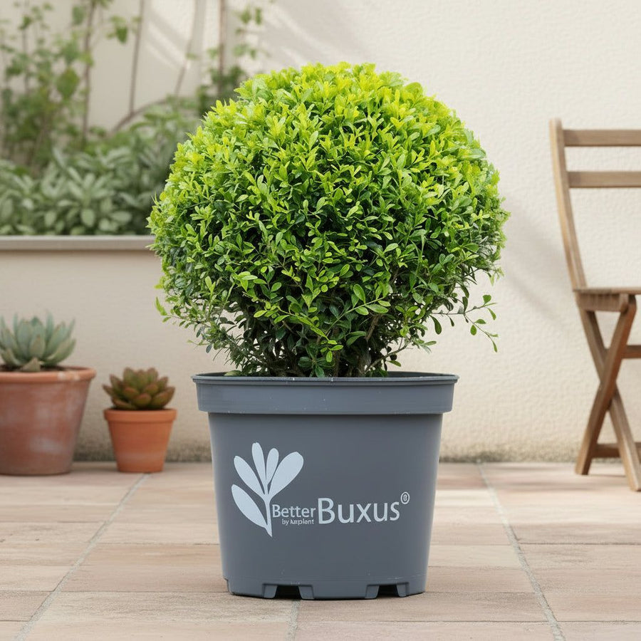 Bulbe de buis anti-moisissure 30 cm, pot ø26 cm, lot de 2
