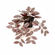 Kunstplant Tradescantia