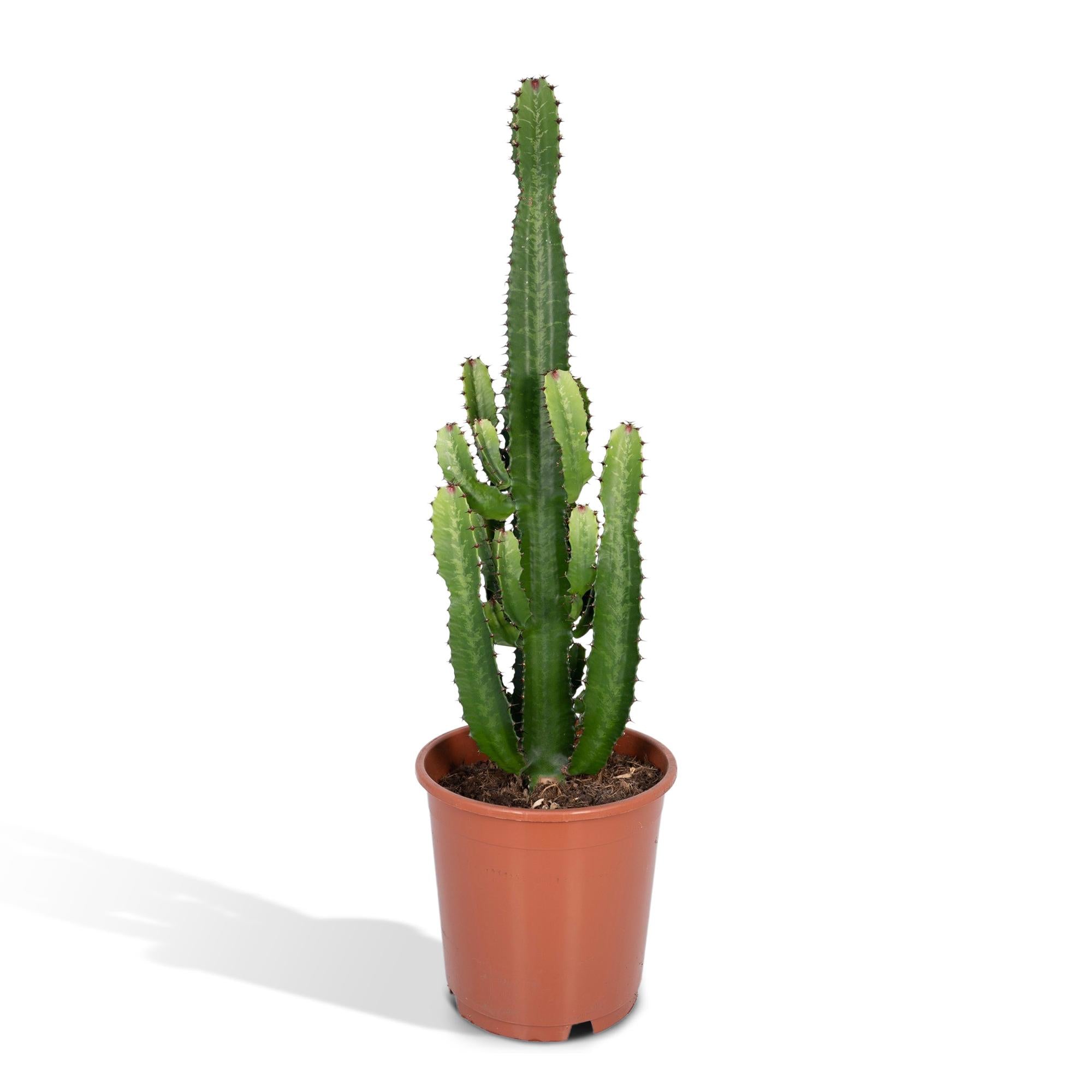 Euphorbia acrurensis 60 cm hoog, pot ø24 cm