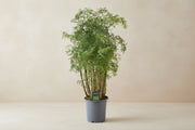 Polyscias Hawaiiana Ming (Aralia) op 90cm — XXLplant