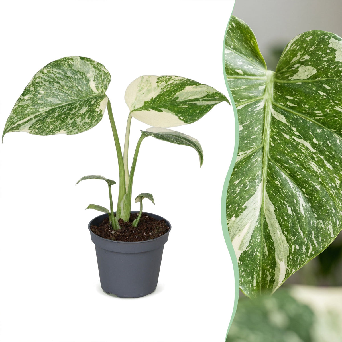 Swiss cheese plant 14 cm tall, pot ø6 cm