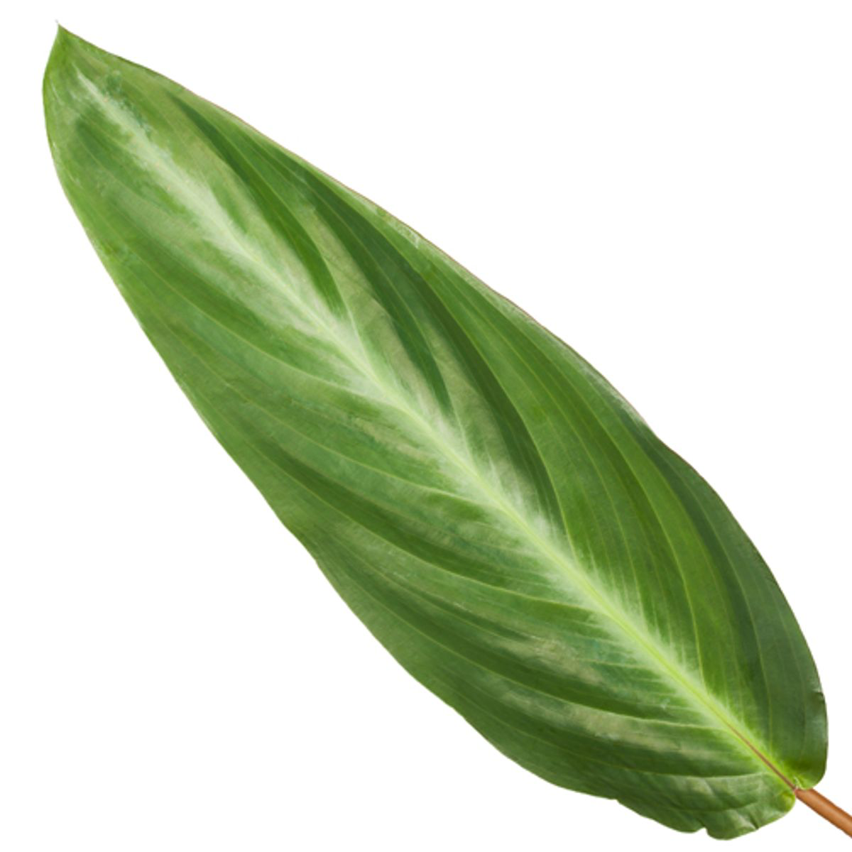 Calathea Stripestar Ø 40cm - ø12