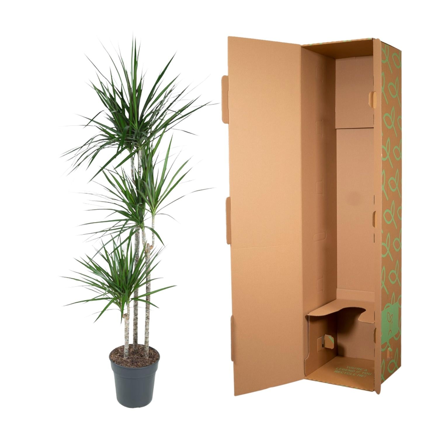 Drachenbaum (Dracaena marginata) 160 cm hoch, Topf ø24 cm
