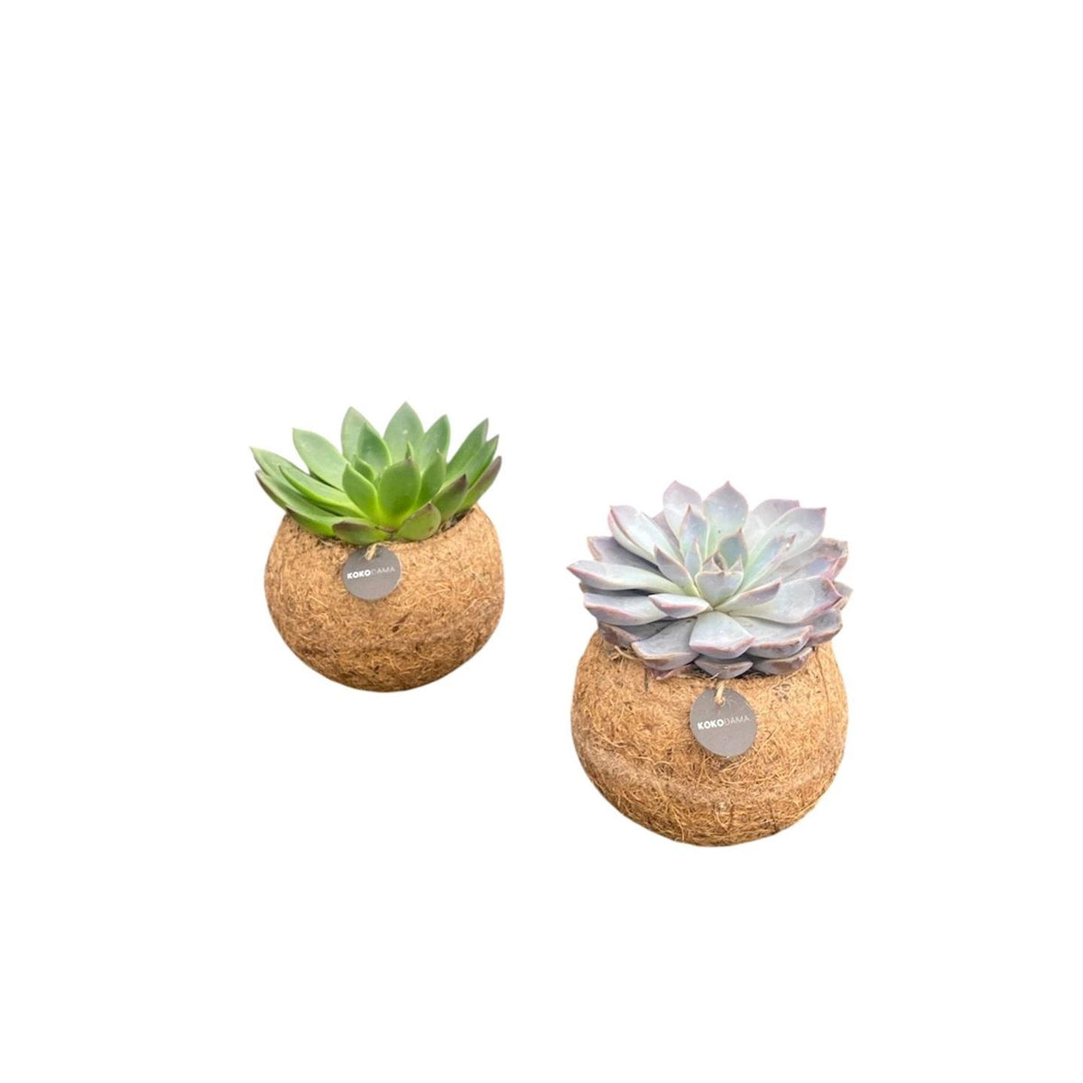 Kokodama Echeveria-Mix stehend, Kugel ø12 cm, 2er-Set