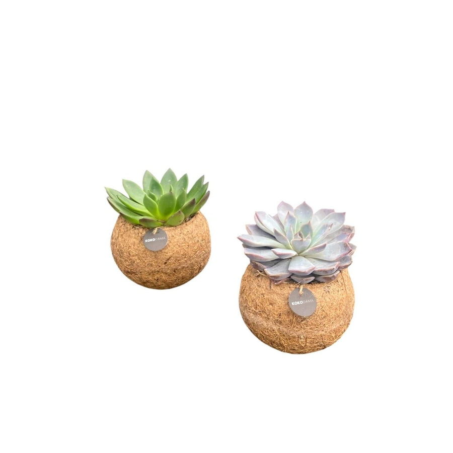 Kokodama mix di Echeveria in piedi, sfera ø12 cm, set da 2
