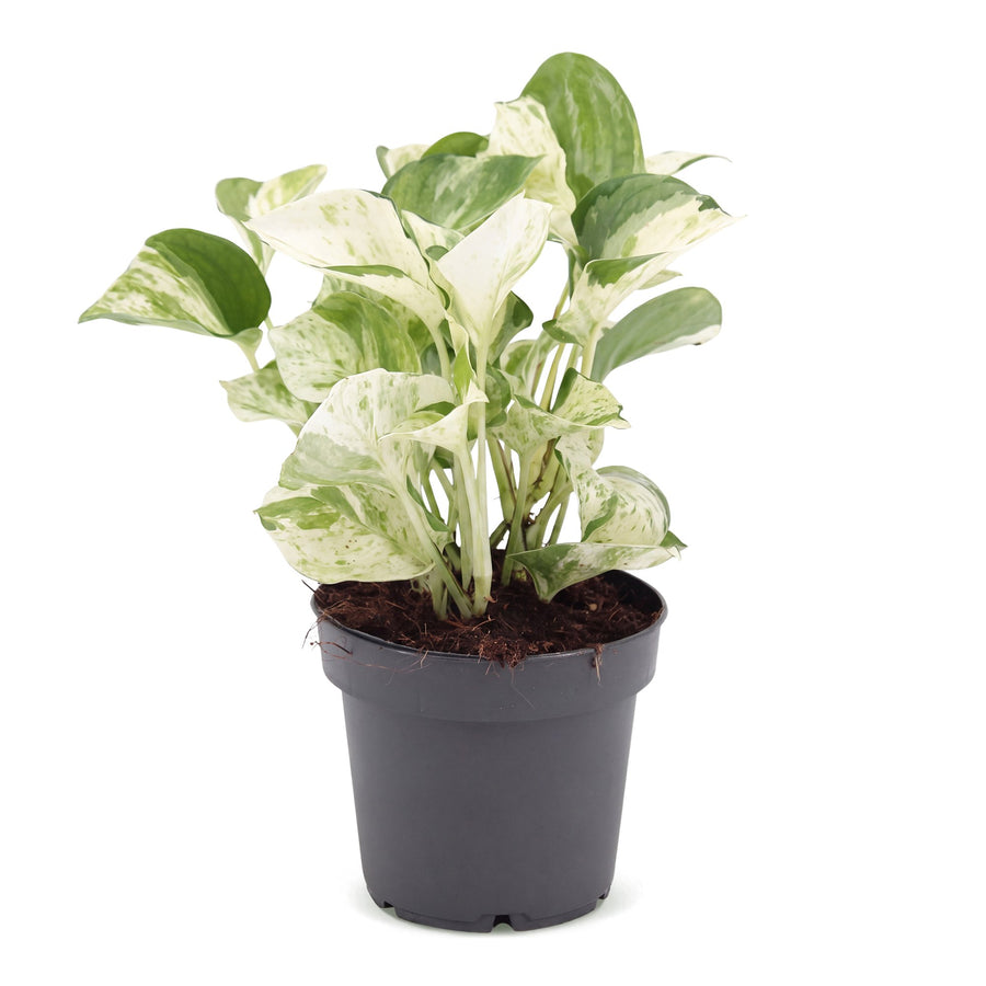 Scindapsus (Epipremnum aureum 'Manjula') 25 cm hoog, pot ø12 cm