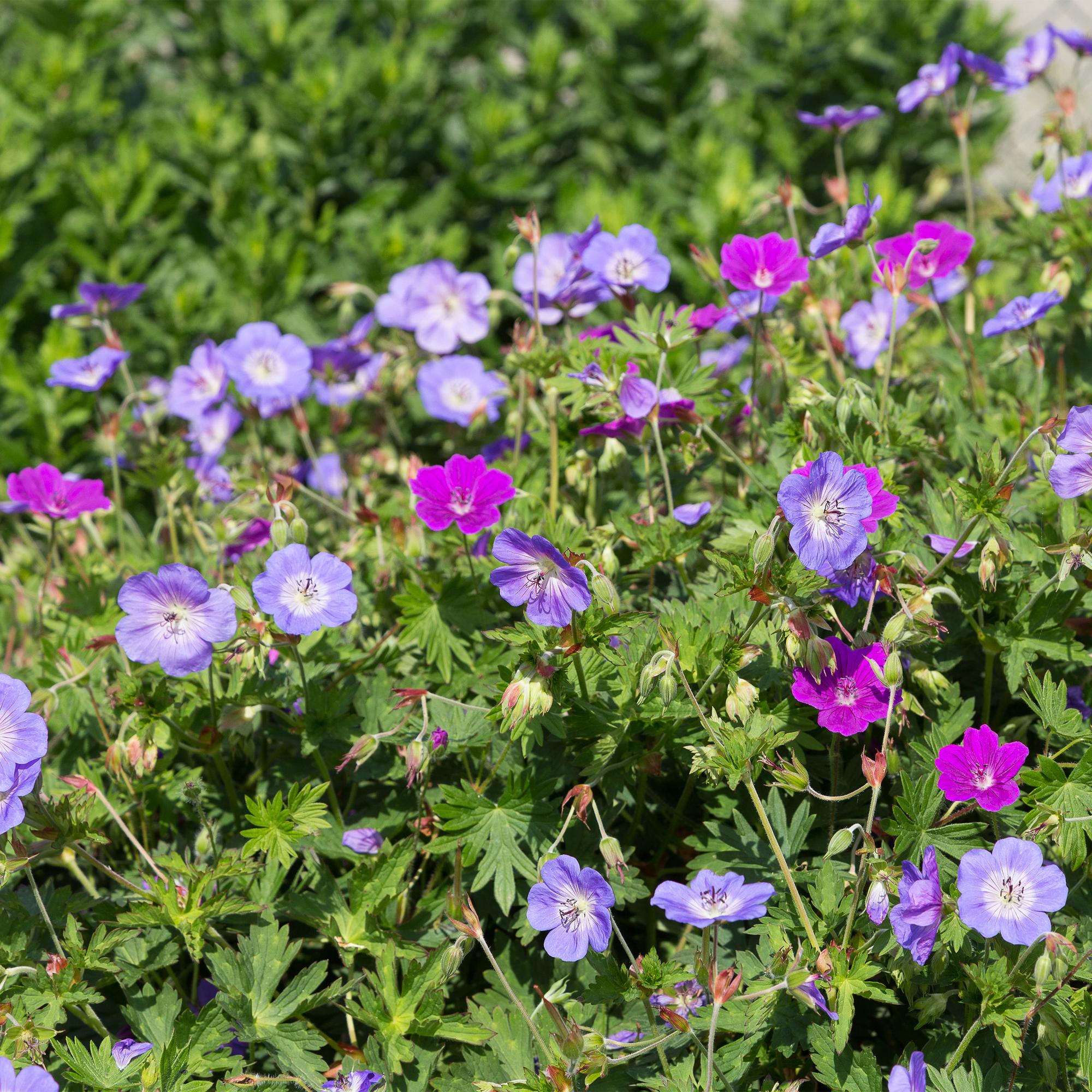 Borderpakket Bodembedekkend, 8 vaste planten voor 1 m², pot ø11 cm