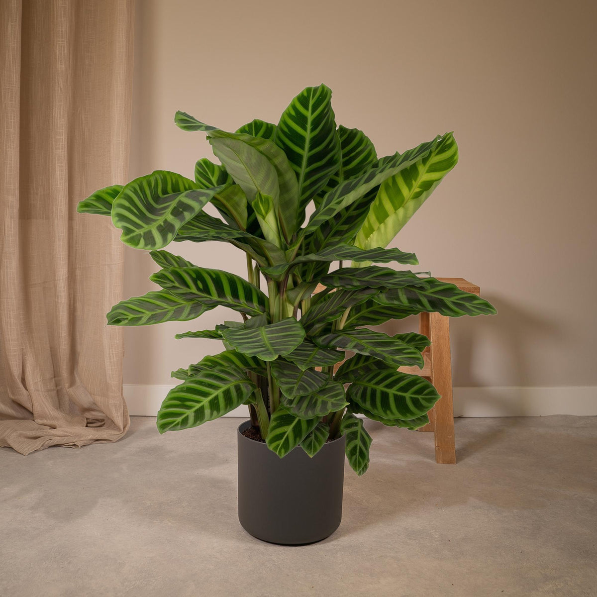 Calatea zebra alta 75 cm, vaso ø19 cm