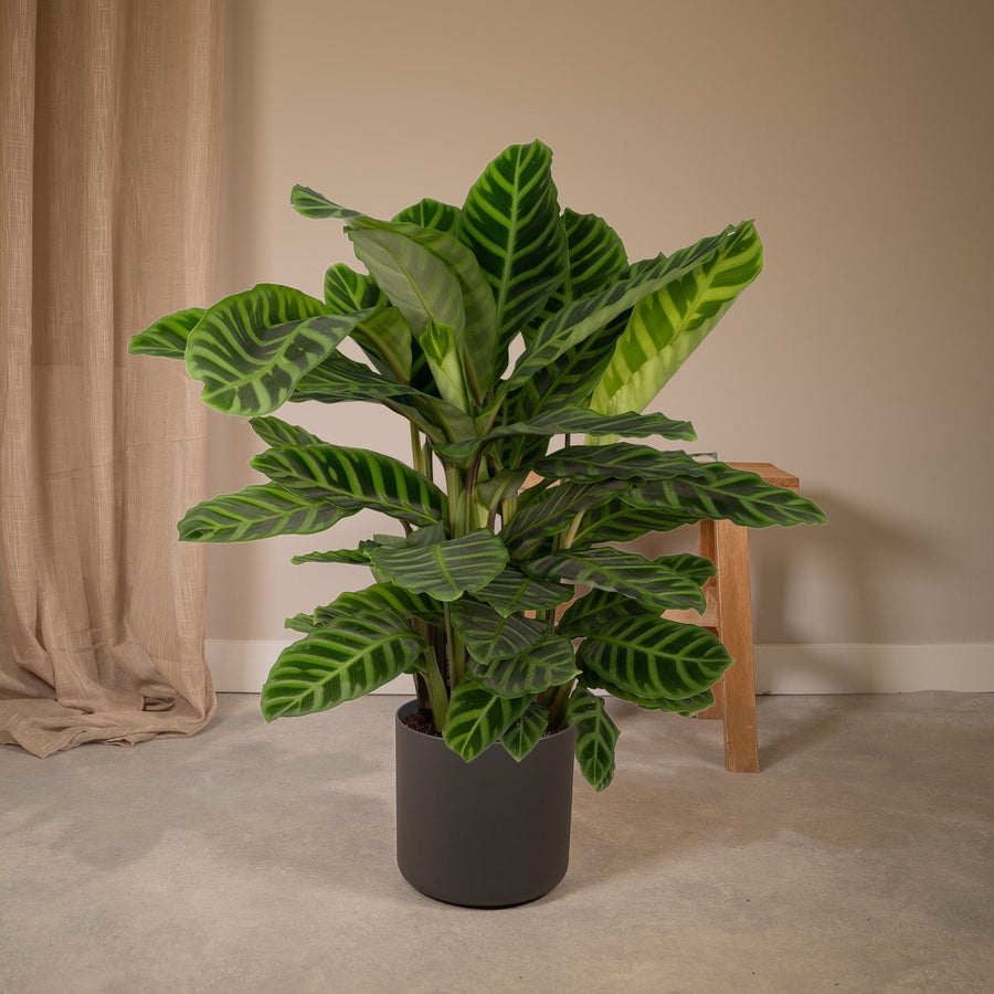 Calatea zebra (Calathea zebrina) alta 75 cm, vaso ø19 cm