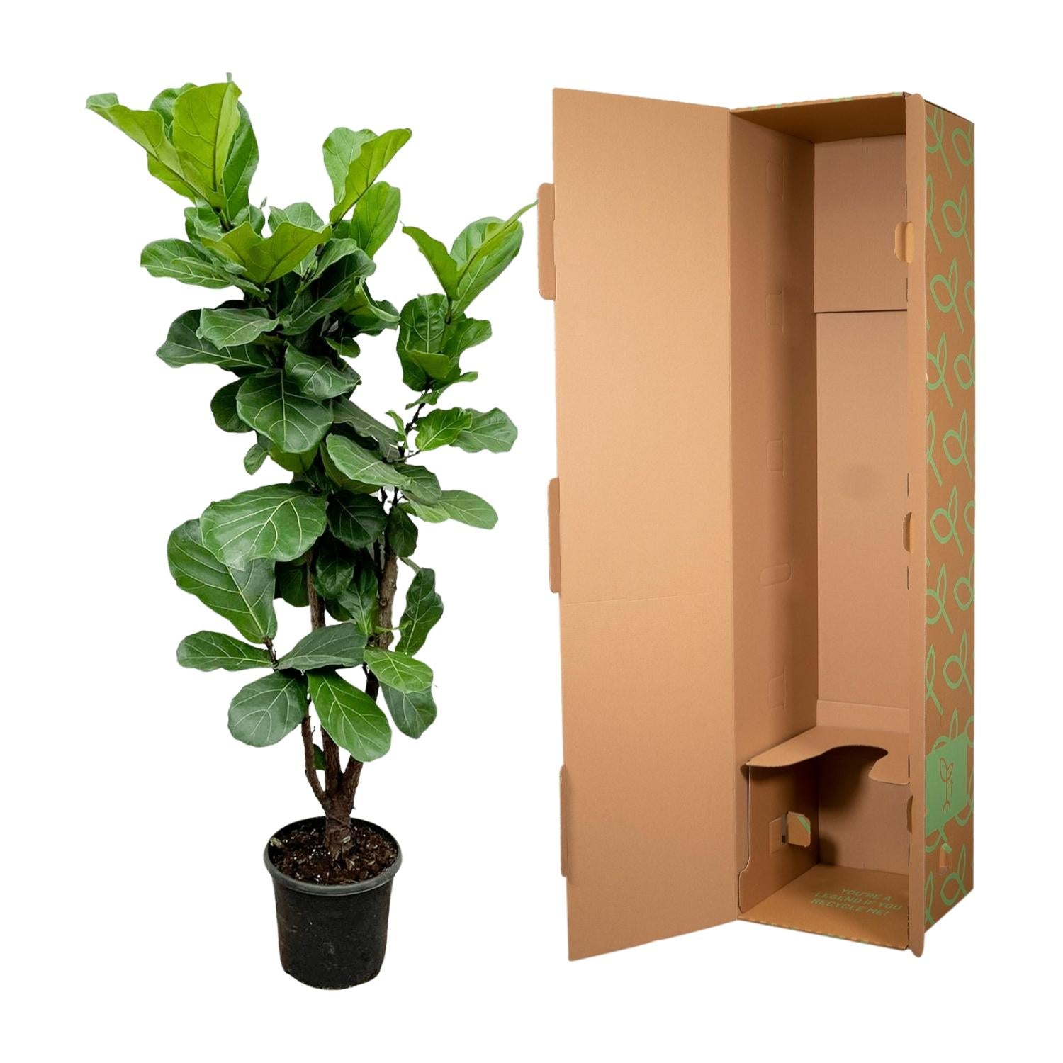 Ficus Lyrata vertakt 150cm in grote pot ø32cm