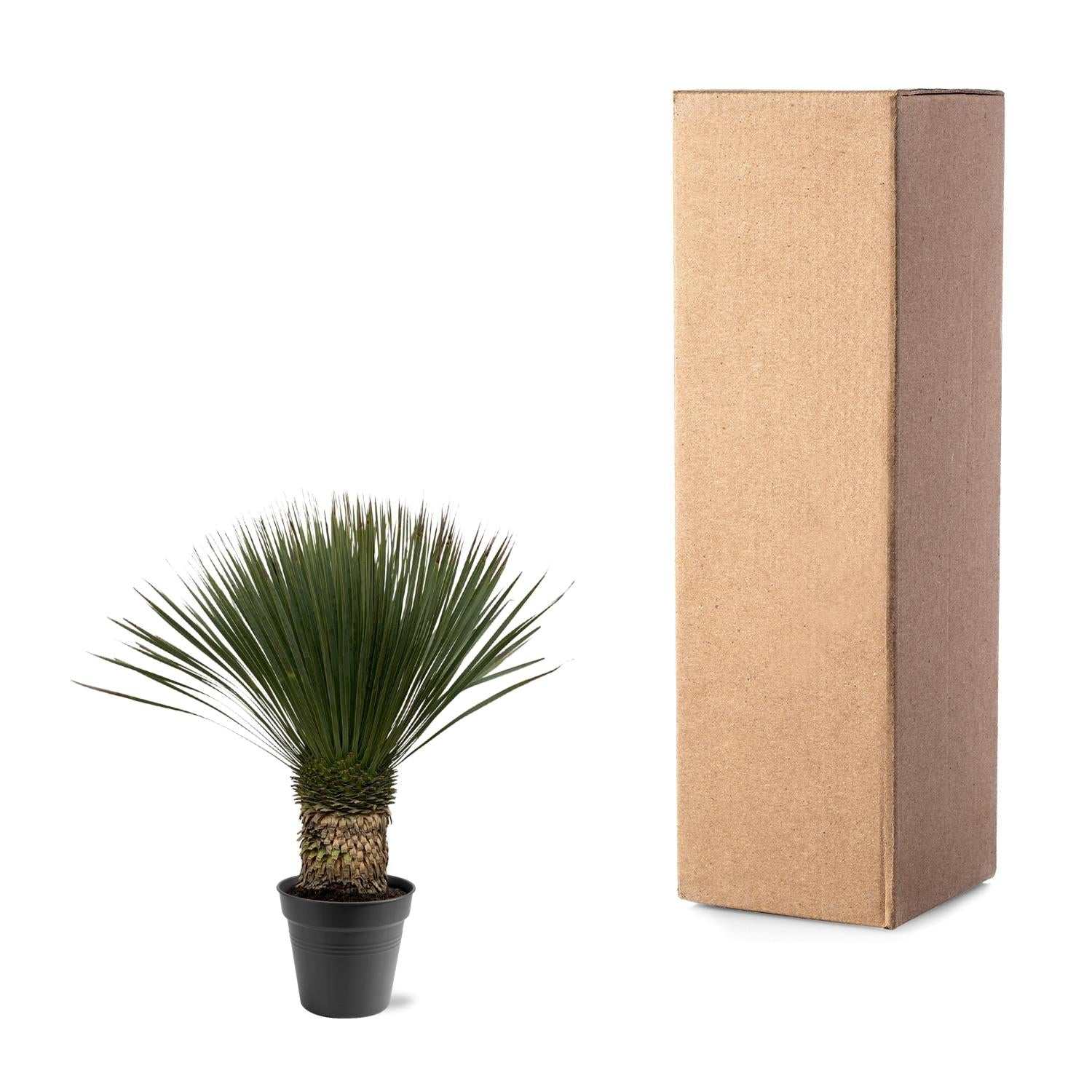 Yucca Rostrata buitenplant met slanke blauwgroene bladeren en stevige stam