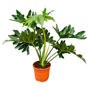 Philodendron Selloum Ø19 60cm - ø19