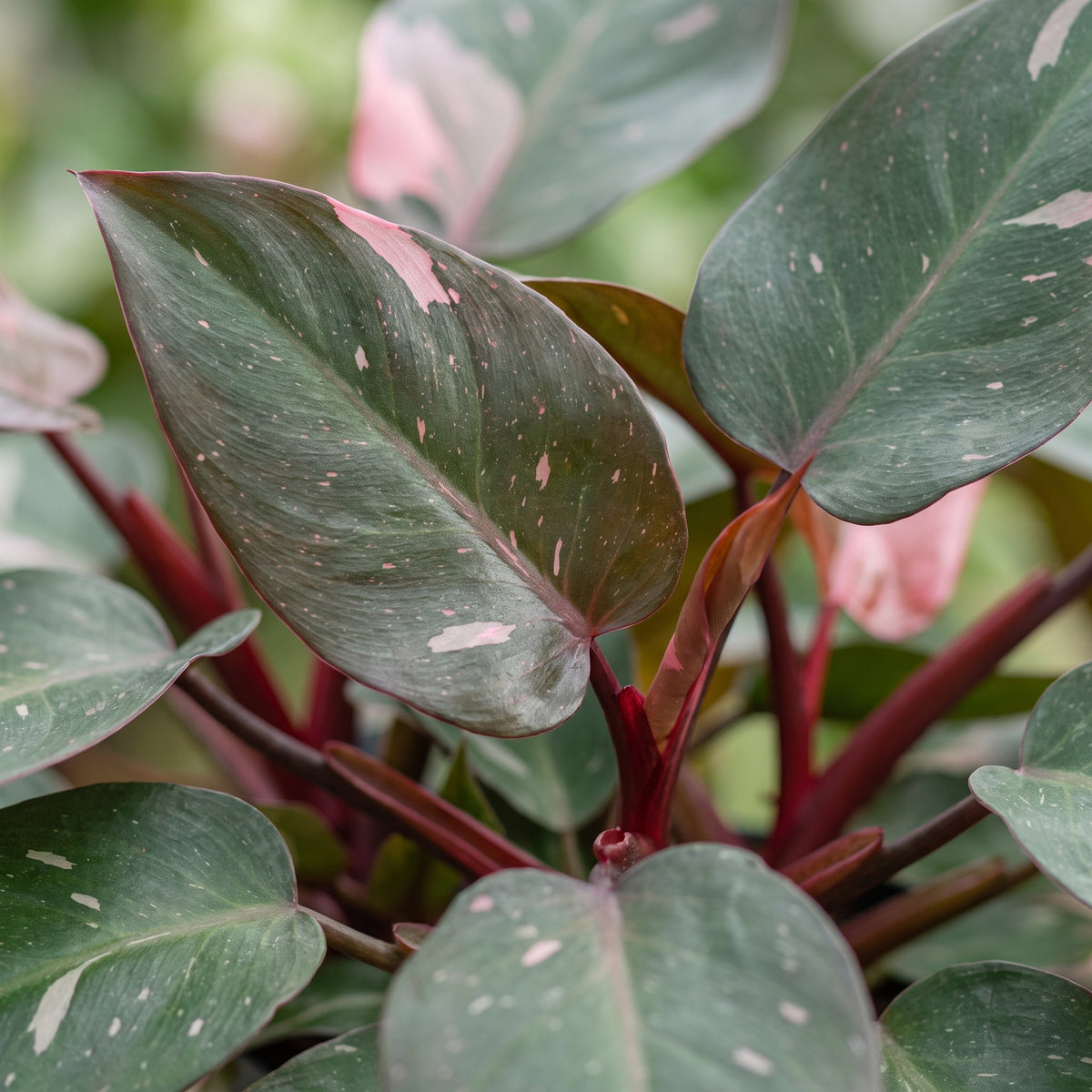 Pink-Princess-Philodendron 12 cm hoch, Topf ø6 cm
