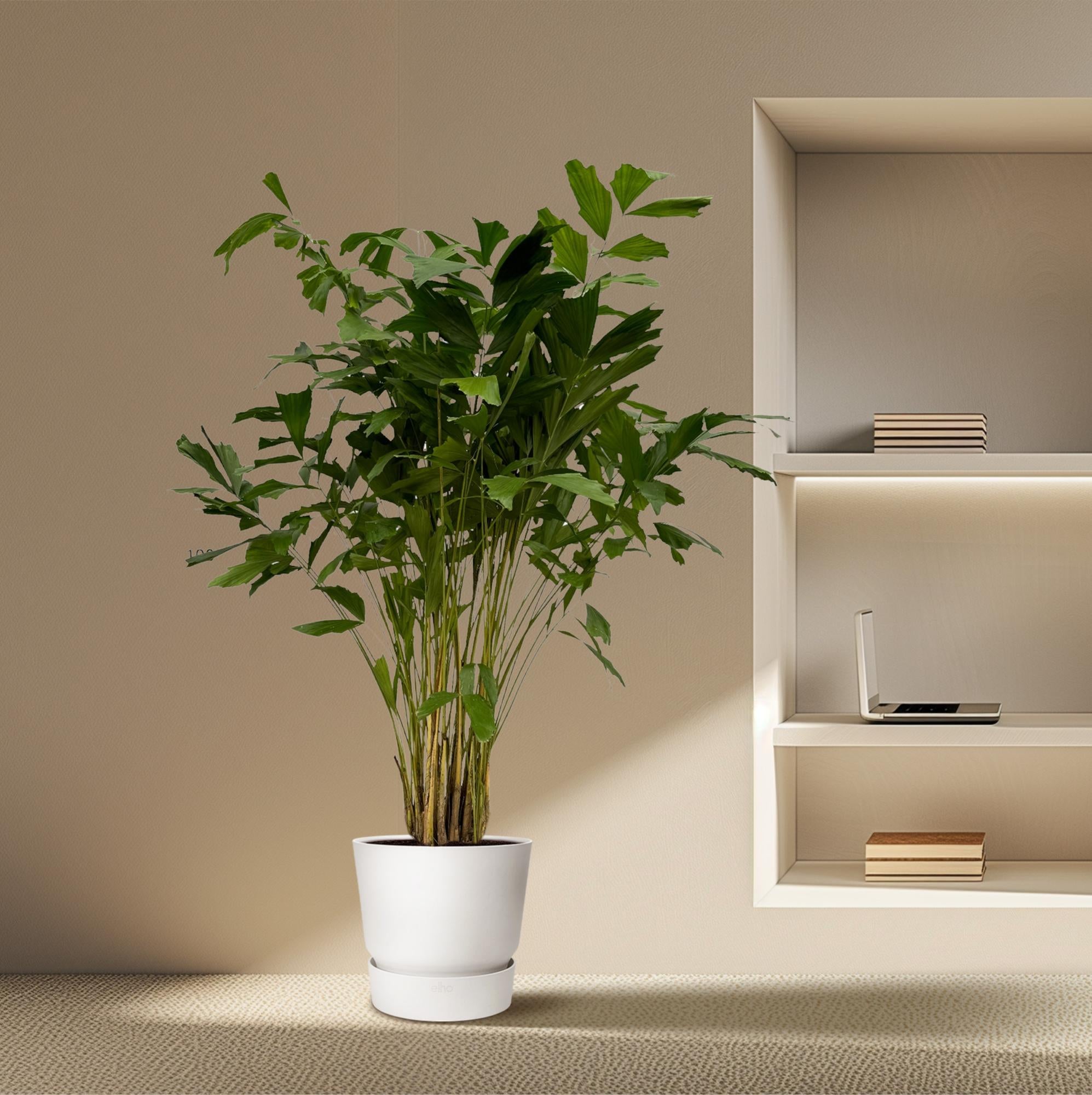 Caryota Mitis - 250 cm - Ø32cm - XXLplant