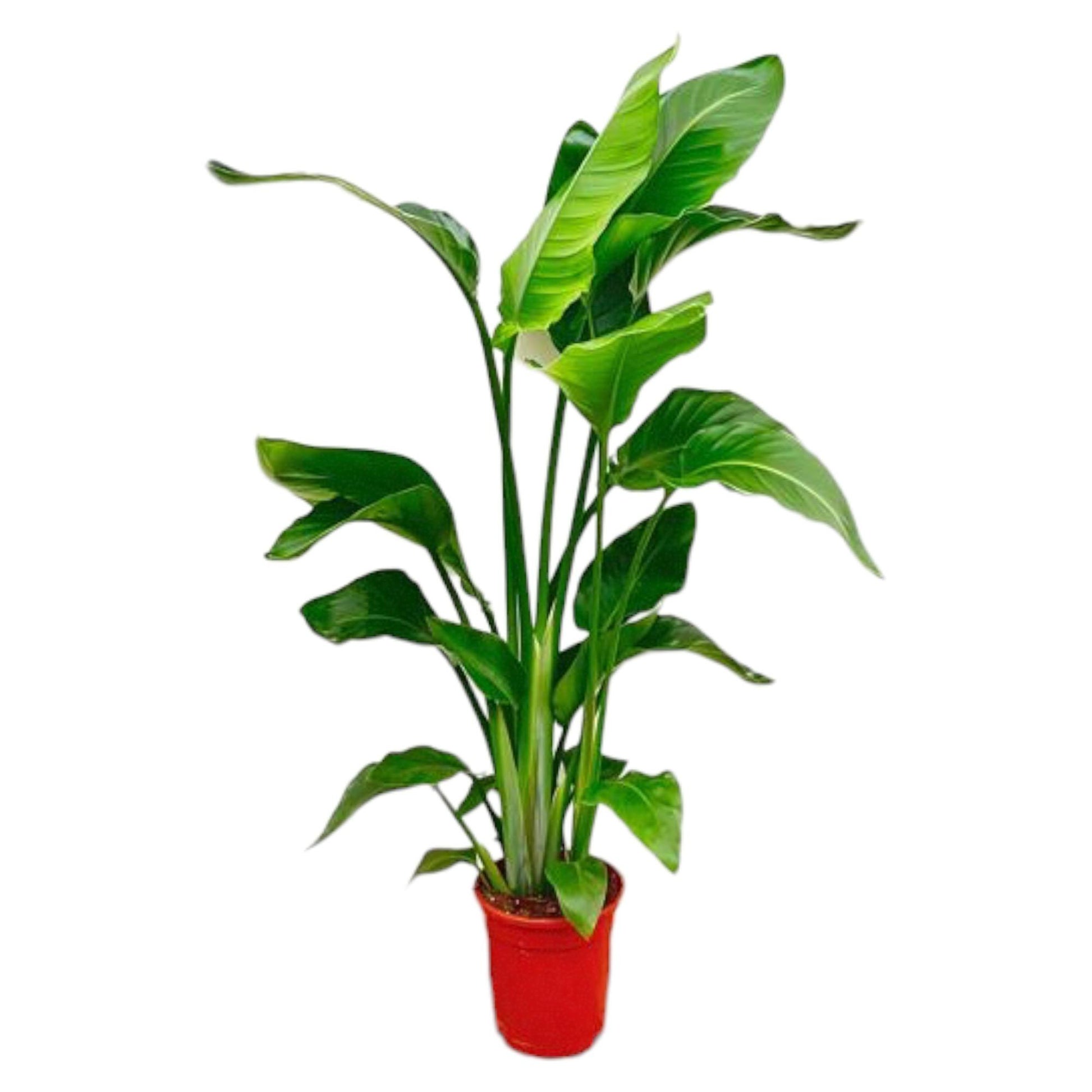 Strelitzia Nicolai