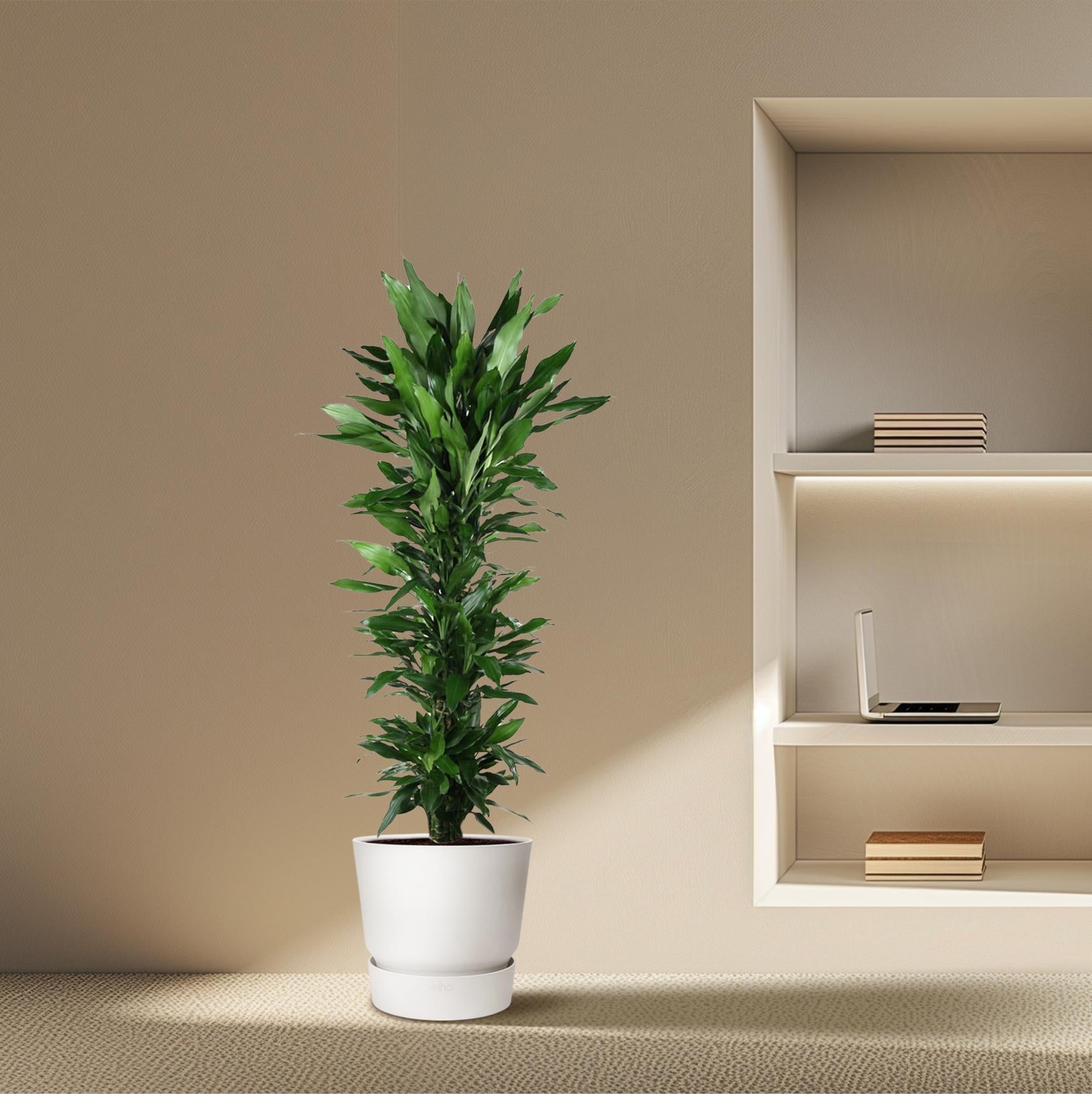 Drakenbloedboom Janet Lind vertakt (Dracaena) 170 cm hoog, pot ø34 cm