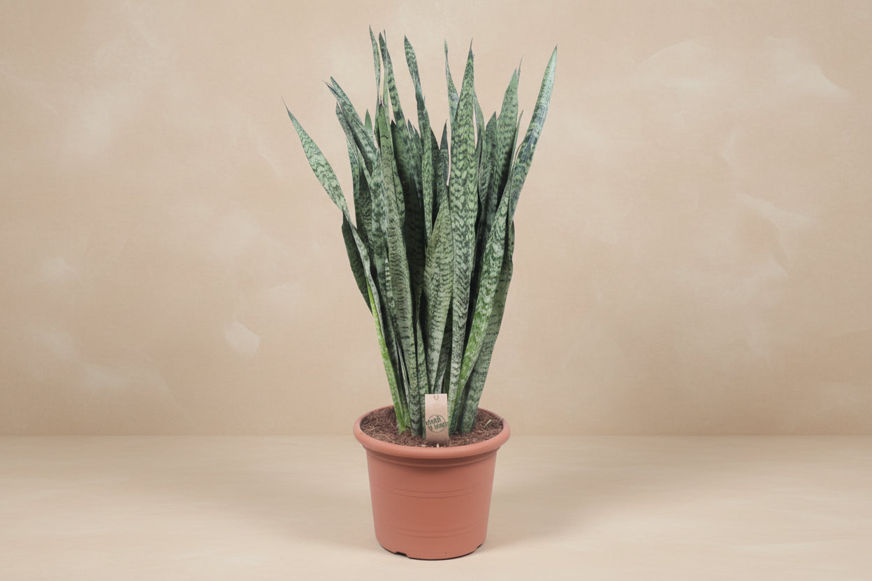 Sansevieria Zeylenica - 110 cm - ø35