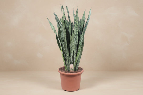 Sansevieria Zeylenica (kvindetunge) 110 cm høj, potte ø35 cm