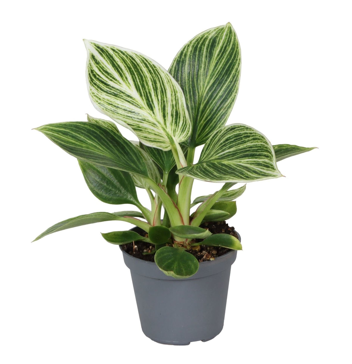 Philodendron 'White Measure' 10 cm de haut, pot ø6 cm