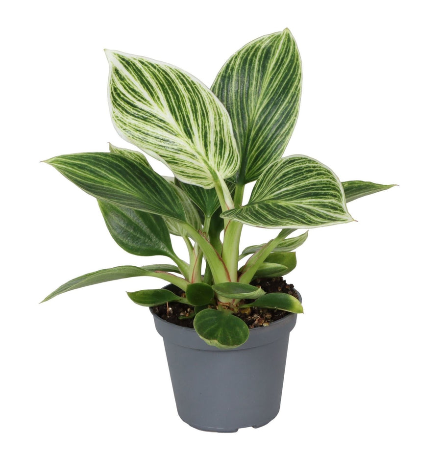 Philodendron 'White Measure' 10 cm de haut, pot ø6 cm