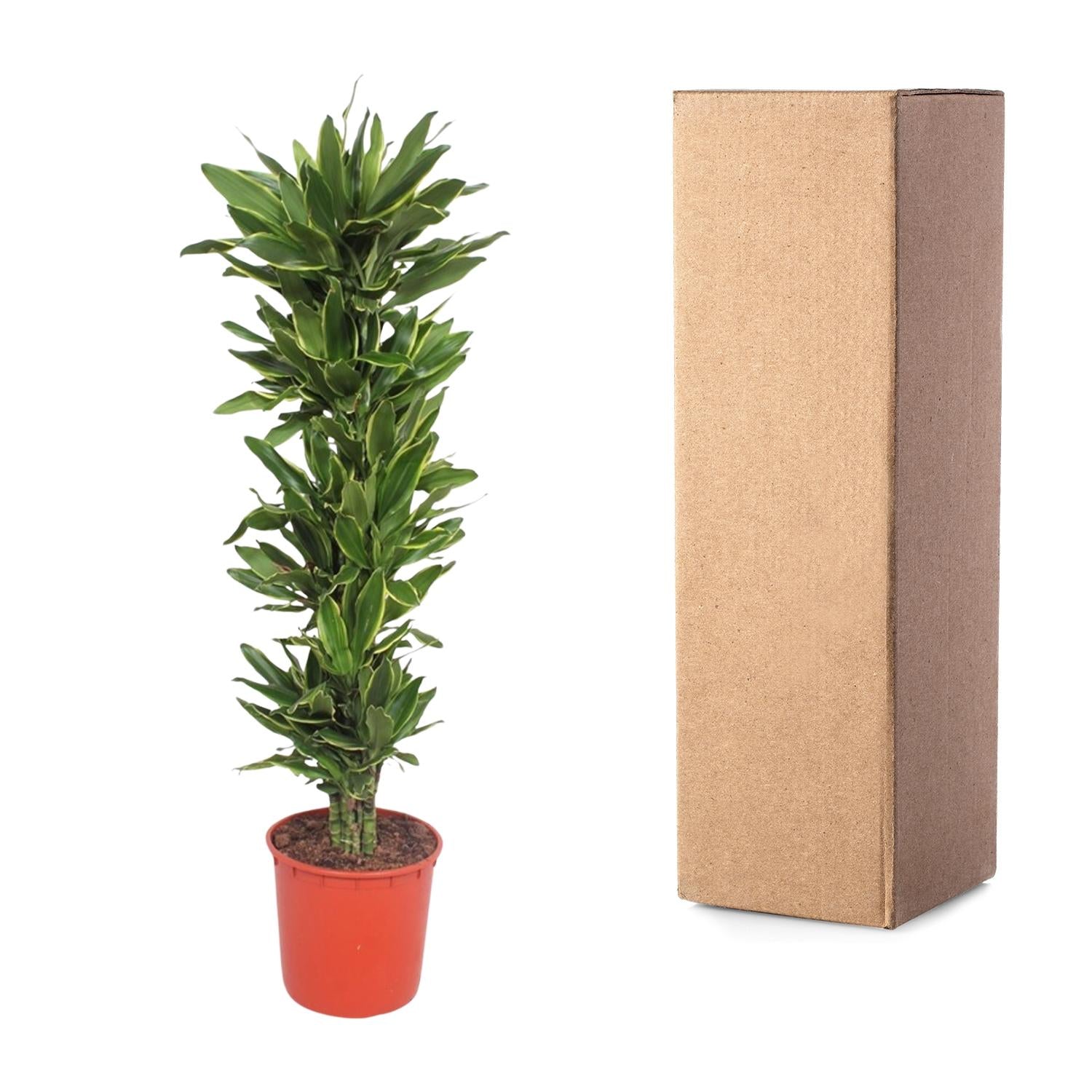 Dracaena Golden Coast (drakenbloedboom) 200 cm hoog, pot ø34 cm