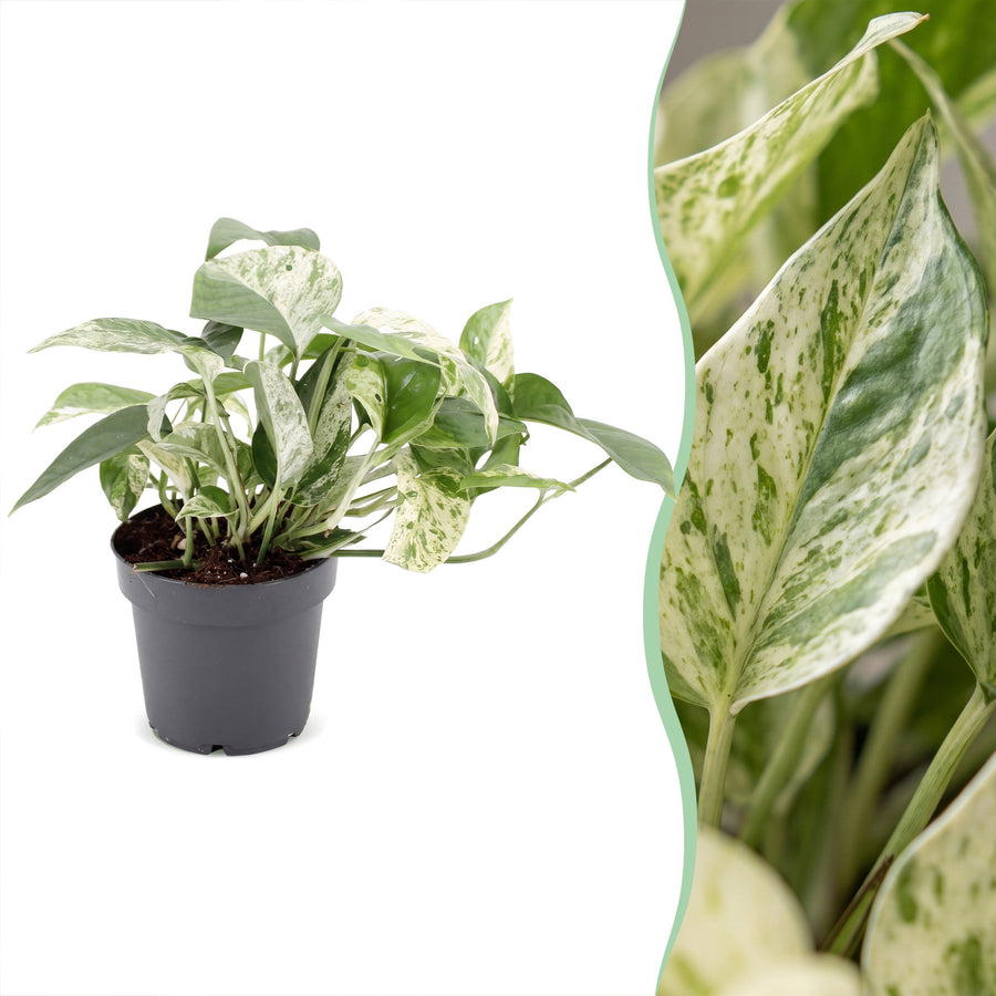 Marmeren scindapsus (Epipremnum 'Marble Variegata') 20 cm hoog, pot ø12 cm