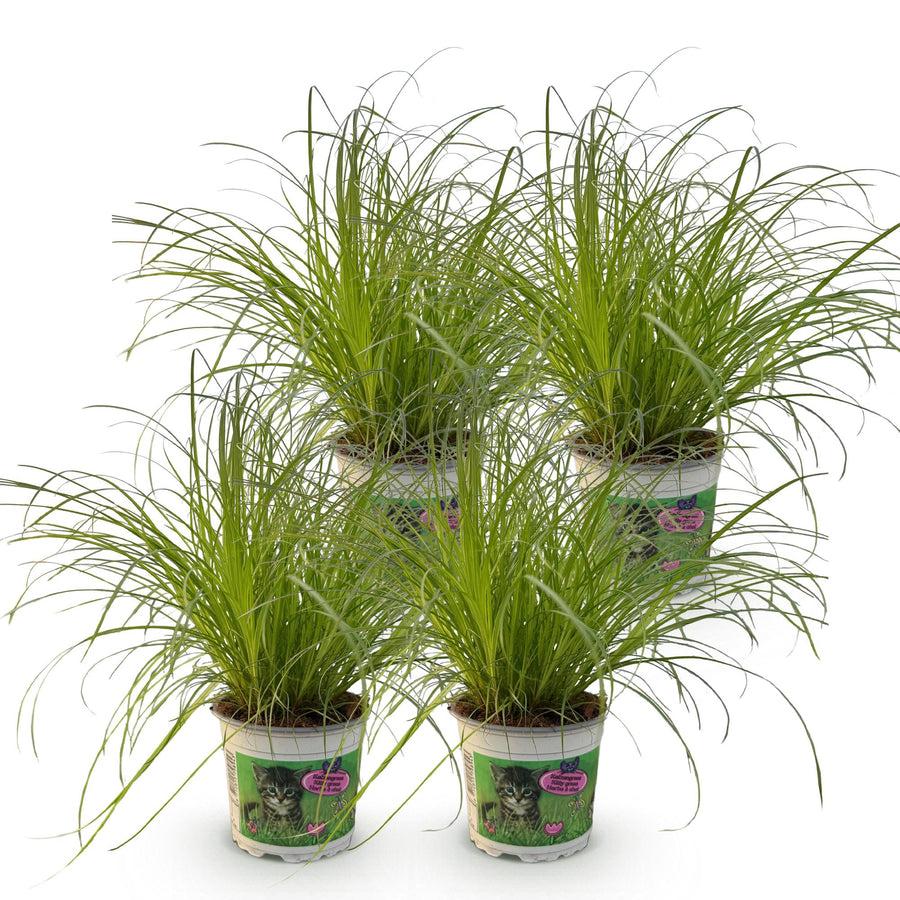 Katzengras-Mix (4 Pflanzen, Topf ø12 cm)