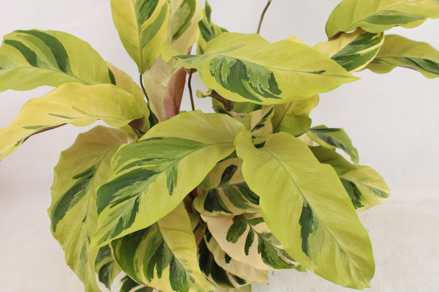Korbmarante (Calathea 'Fusion Yellow') 45-55 cm hoch, Topf ø14 cm