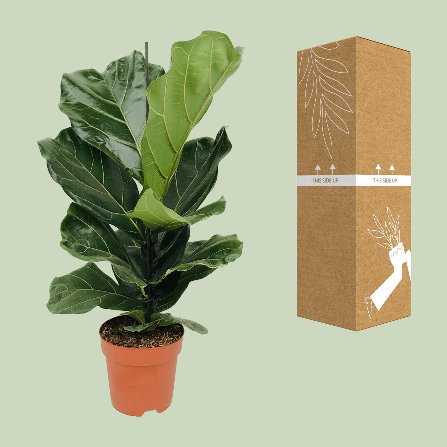 Ficus lyrata (vioolblad ficus) 75 cm hoog, pot ø17 cm