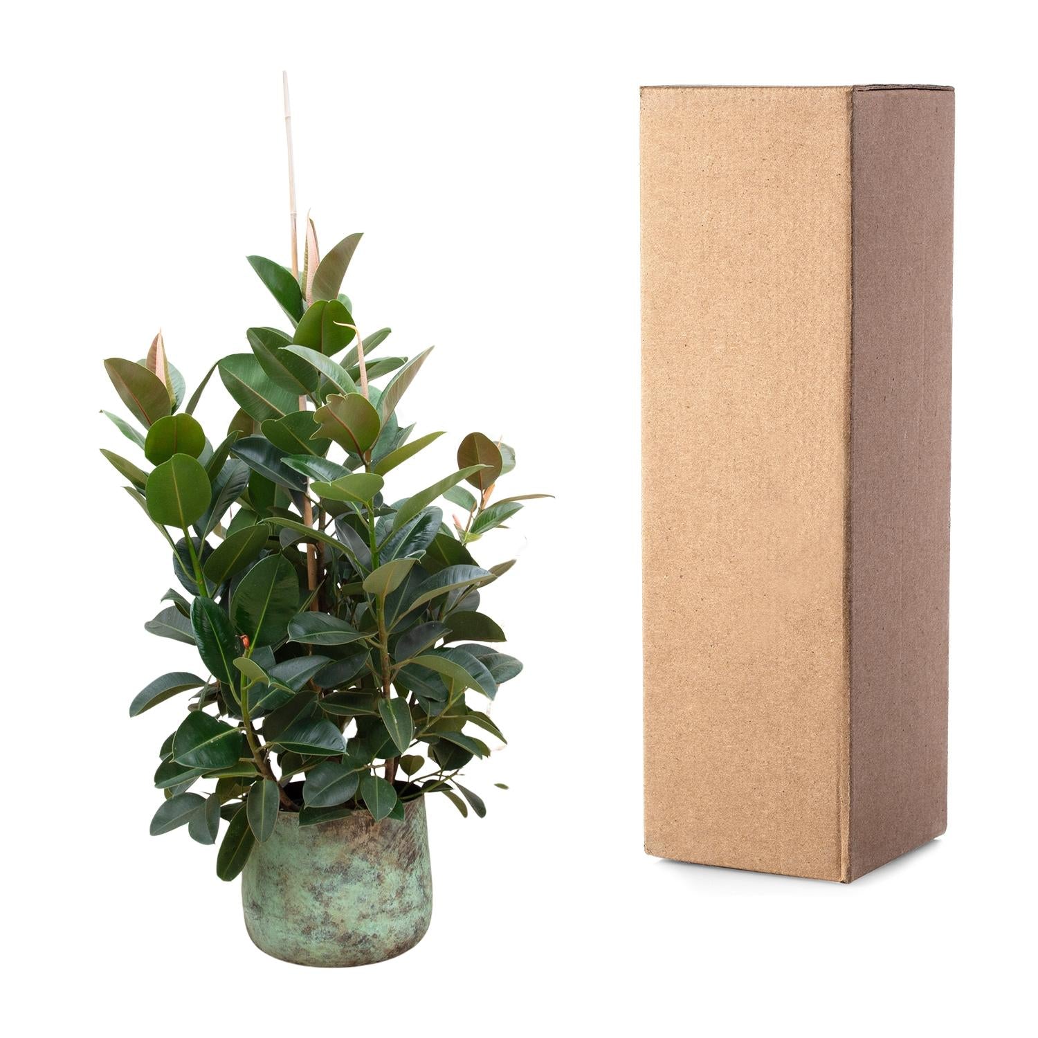 Rubberboom vertakt (Ficus elastica Robusta) 150 cm hoog, pot ø38 cm