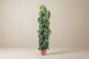 Philodendron scandens sur bâton de mousse à 150cm — XXLplant