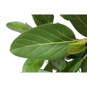 Banyanboom (Ficus benghalensis) 150 cm hoog, pot ø30 cm