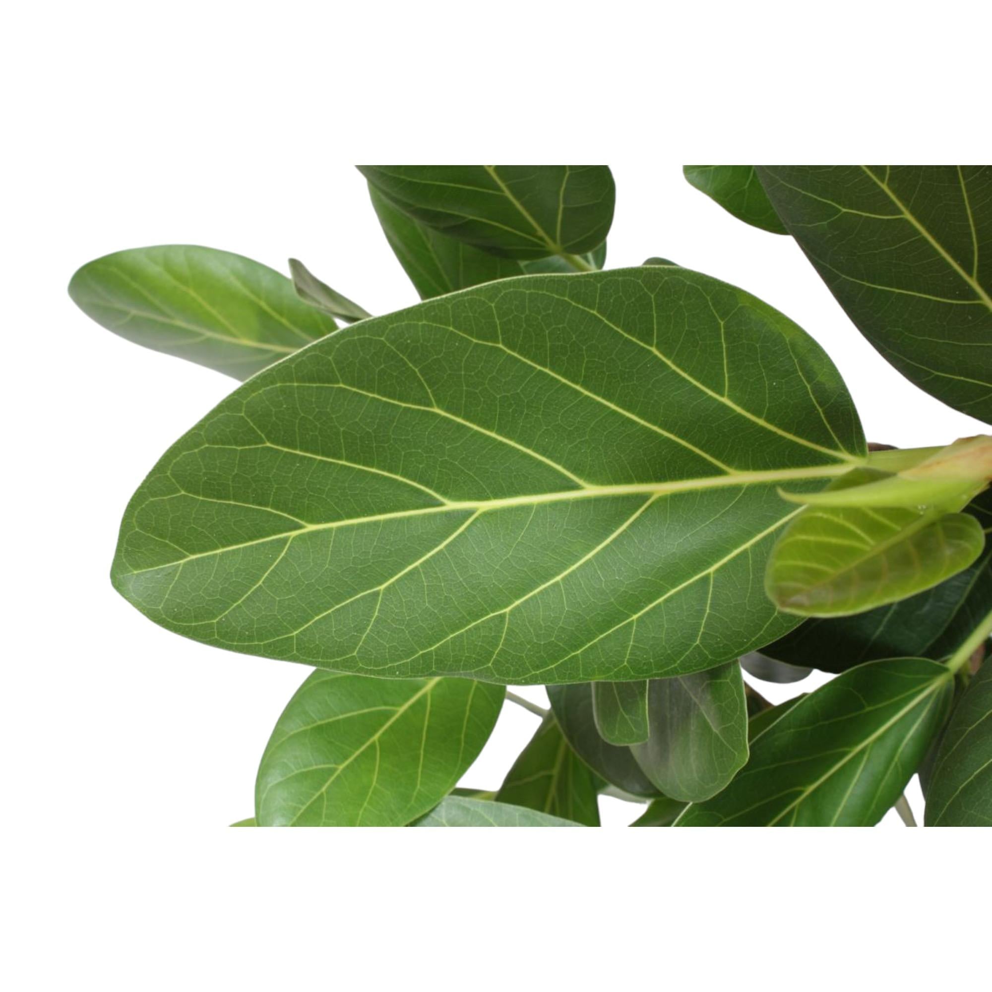 Banyanboom (Ficus benghalensis) 150 cm hoog, pot ø30 cm