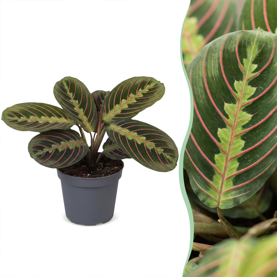Maranta (Maranta leuconeura 'Fascinator Tricolor') 12 cm wysokości, doniczka ø6 cm