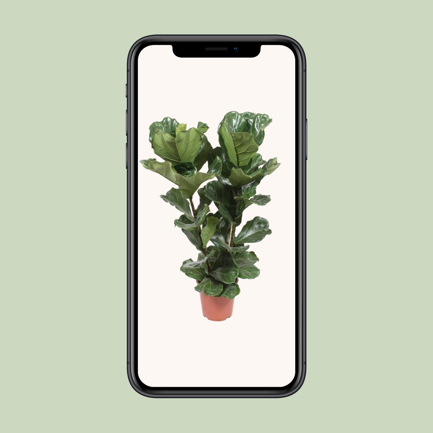 Vioolblad ficus (Ficus lyrata) 100 cm hoog, pot ø27 cm