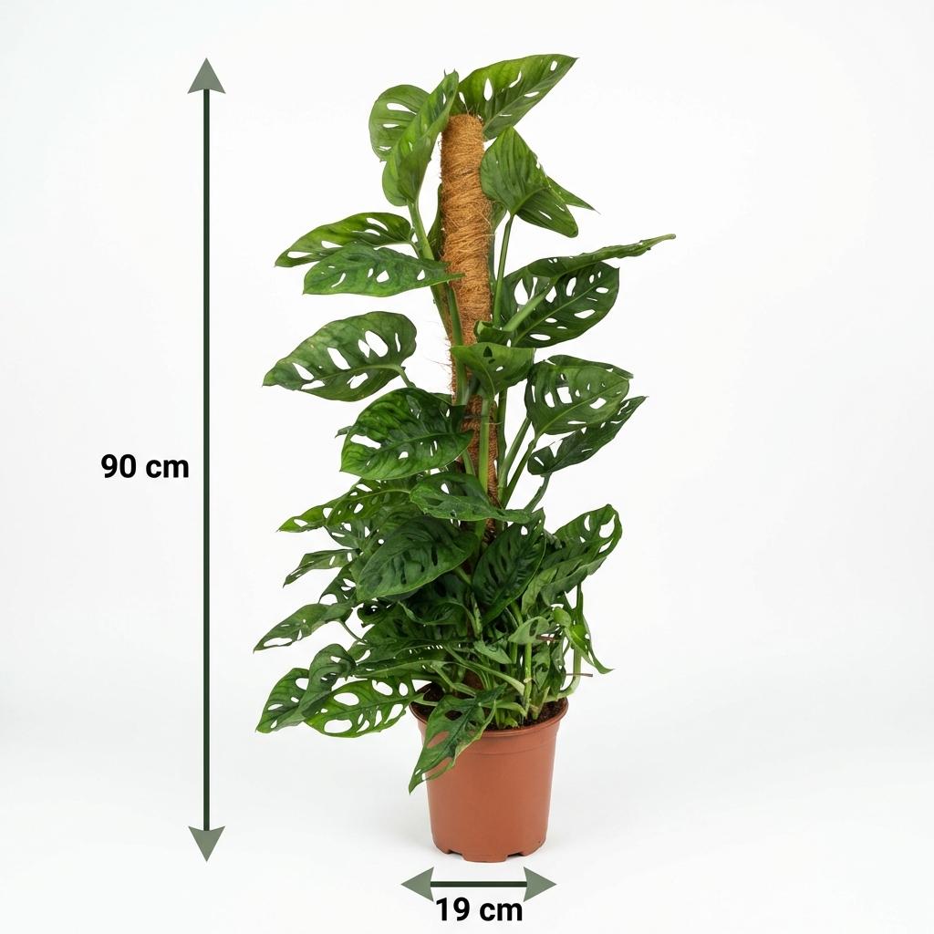Grøn boutiQ Stueplante Monkey Mask Monstera Andansonii Moss Stick Grøn Lav vedligeholdelse 1 Plantepotte Højde 90cm - ø19