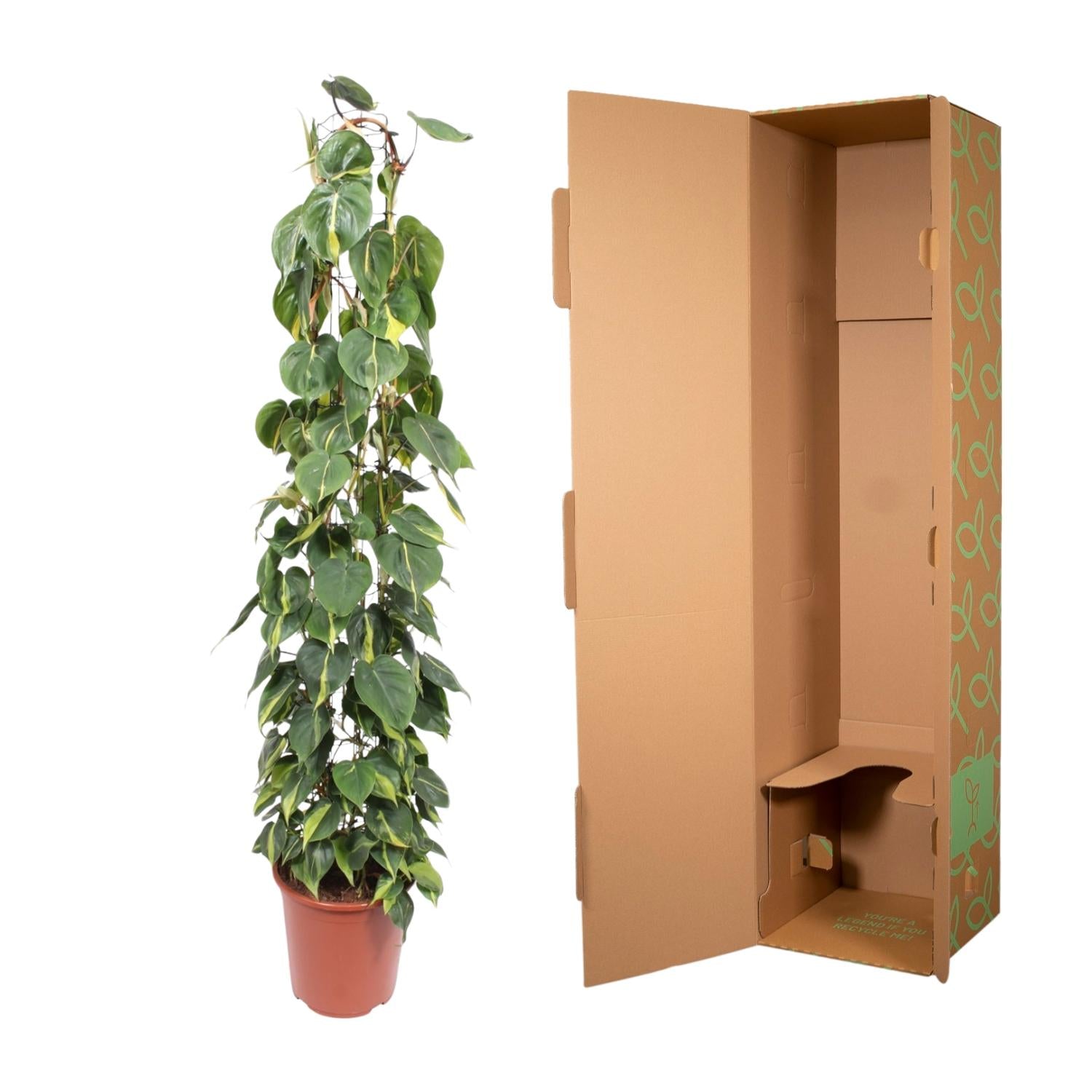 Philodendron scandens Brasil aan gaasrek 160 cm hoog, pot ø27 cm